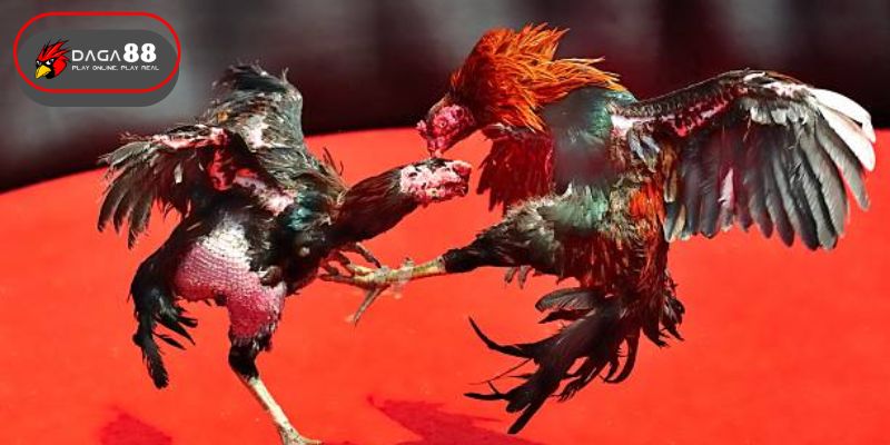 Các Tính Năng Nổi Bật của Đá Gà KUBET77