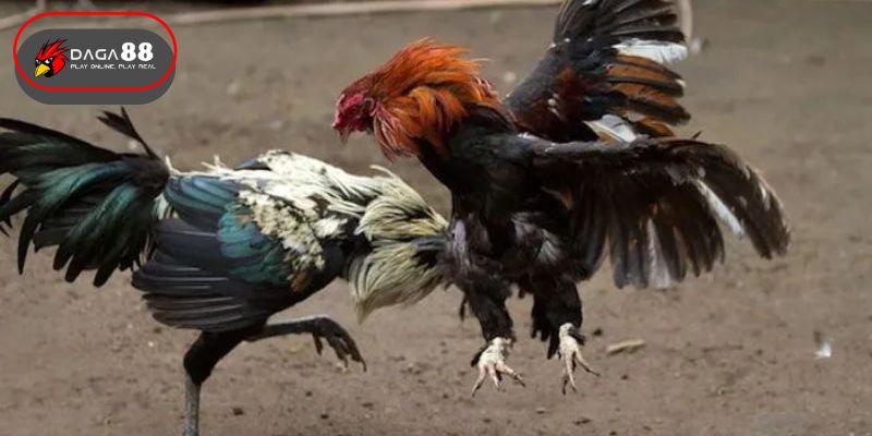 Đá Gà Chọi Truyền Thống và Đá Gà Thái