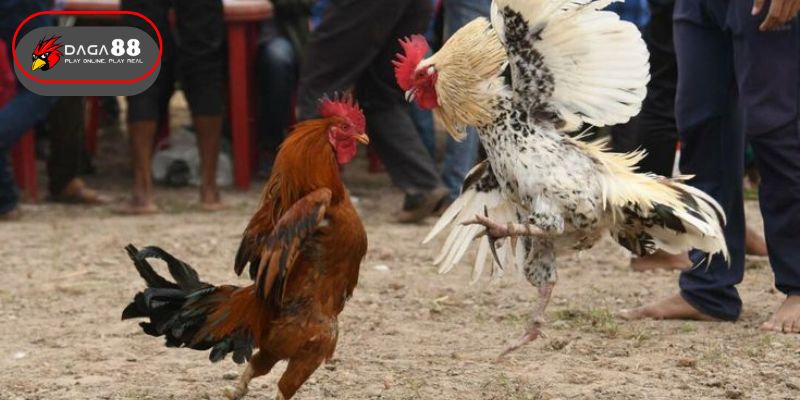 Bước 3: Chọn trận đấu và loại kèo muốn cược